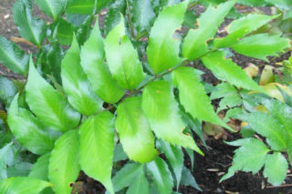 Paprotnik sierpowaty - Polystichum falcatum