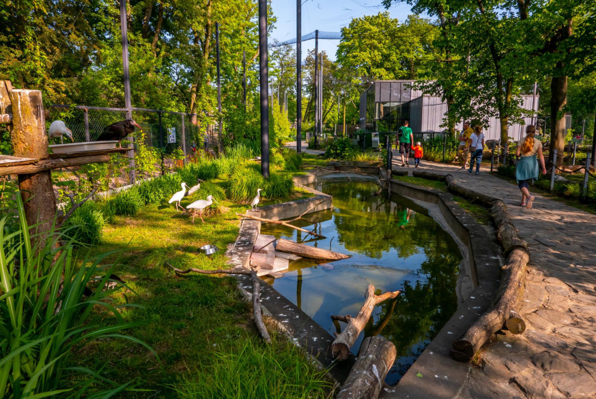 Orientarium ZOO Łódź. Kiedy są kąpiele słoni? Ile kosztują bilety w 2023?