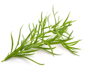 Estragon 