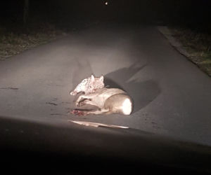 Barcice. Ryś upolował sarnę na środku drogi. Nie bał się samochodu