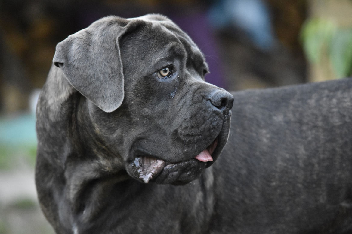 Cane corso
