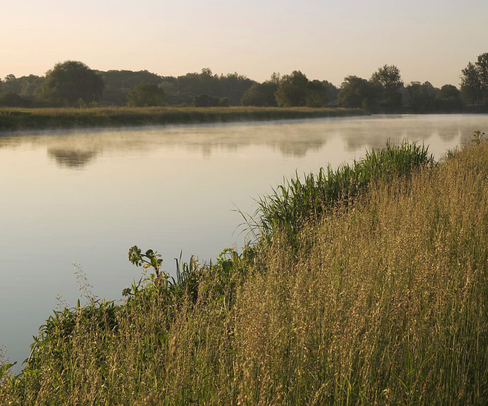 Odra głogów