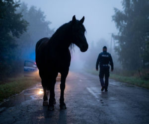 Konie na drodze pod Braniewem. Policja sprowadziła je z jezdni