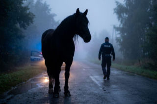 Konie na drodze pod Braniewem. Policja sprowadziła je z jezdni