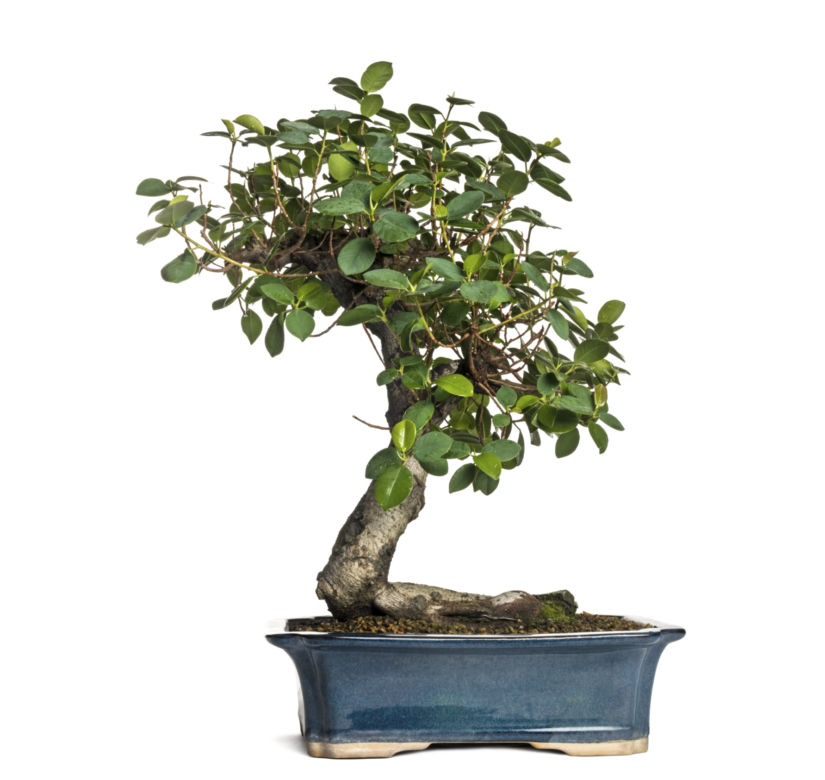 Drzewko bonsai