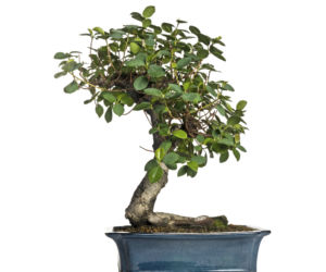 bonsai