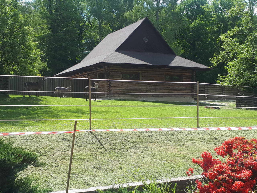 Krakowskie ZOO wznowiło działanie i zaprasza do odwiedzin