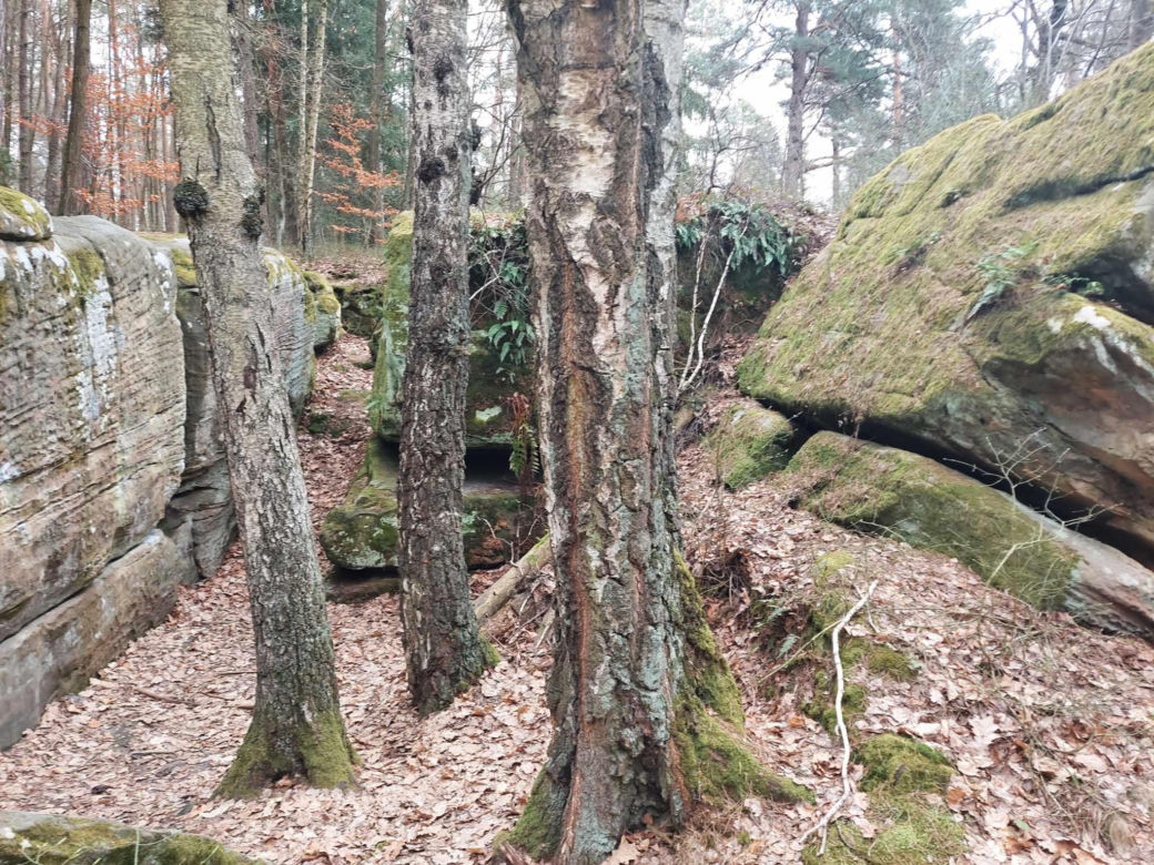 Rezerwat Przyrody "Skały pod Adamowem"
