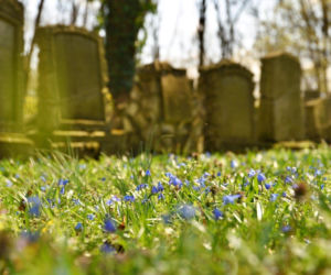 Cmentarz poewangelicki w Osiecznej