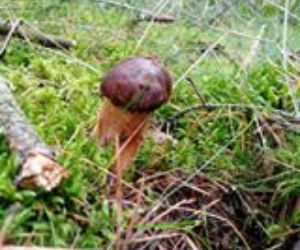 Grzybobranie 2017 w Bydgoszczy i okolicach [ZDJĘCIA CZYTELNIKÓW]