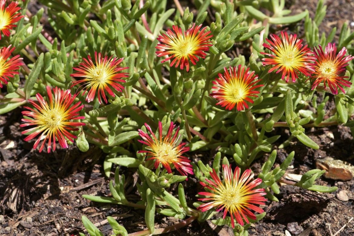 Delosperma