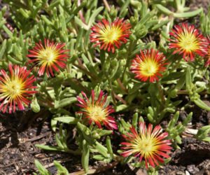 Delosperma