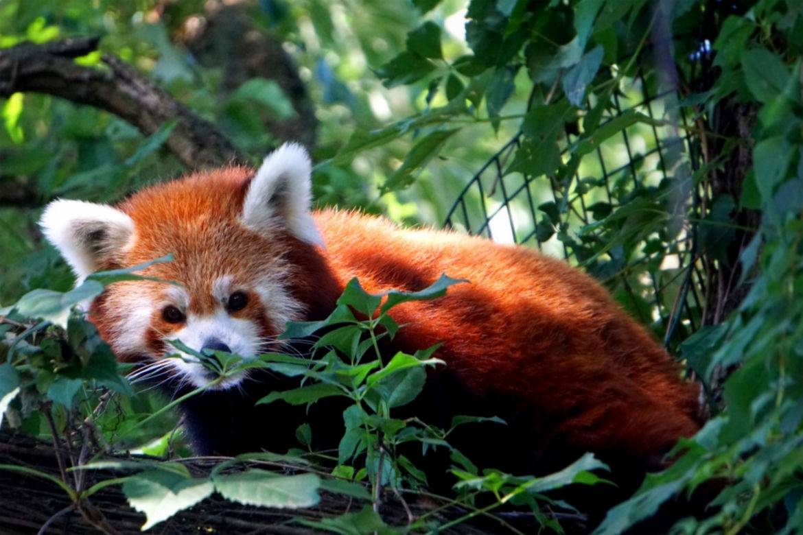 Panda mała