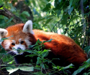 Panda mała