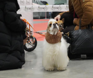 Międzynarodowa Wystawa Psów Rasowych Duo Cacib Kielce 2025