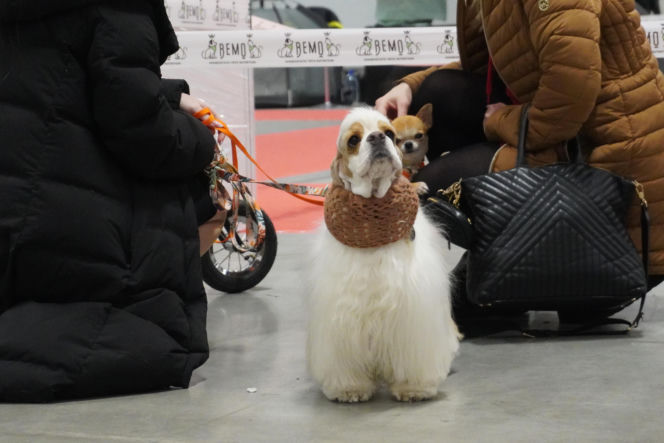 Międzynarodowa Wystawa Psów Rasowych Duo Cacib Kielce 2025