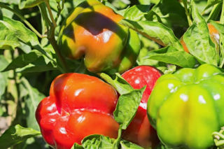 Papryka roczna - Capsicum annuum
