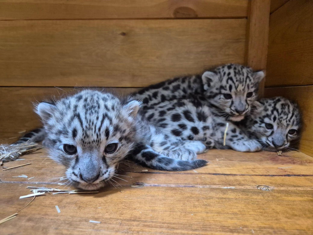 Ale słodziaki! W warszawskim ZOO urodziły się trzy irbisy śnieżne. Są już imiona
