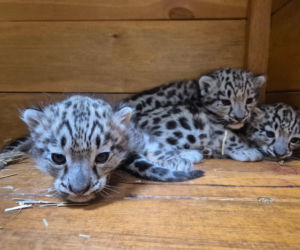 Ale słodziaki! W warszawskim ZOO urodziły się trzy irbisy śnieżne. Są już imiona