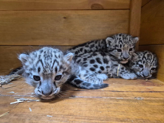 Ale słodziaki! W warszawskim ZOO urodziły się trzy irbisy śnieżne. Są już imiona