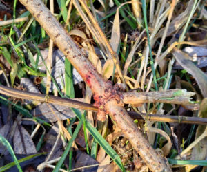 Ciało 11-letniej dziewczynki odnalezione niedaleko szkoły. Tragedia w Jeleniej Górze