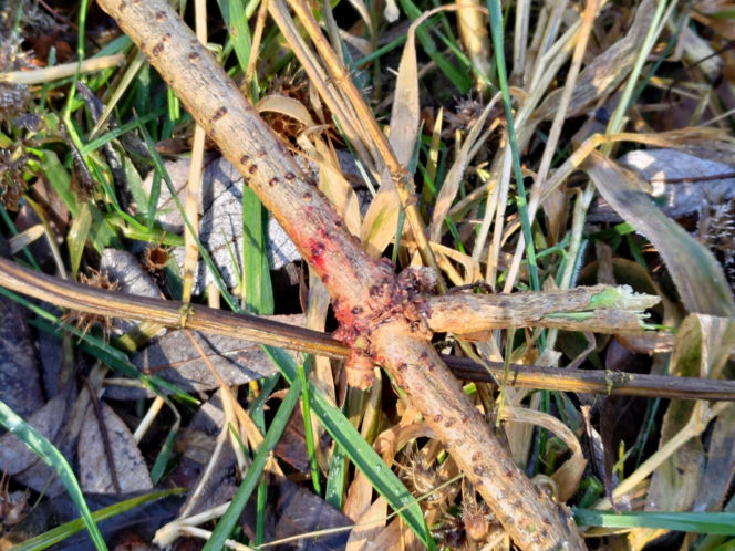 Ciało 11-letniej dziewczynki odnalezione niedaleko szkoły. Tragedia w Jeleniej Górze