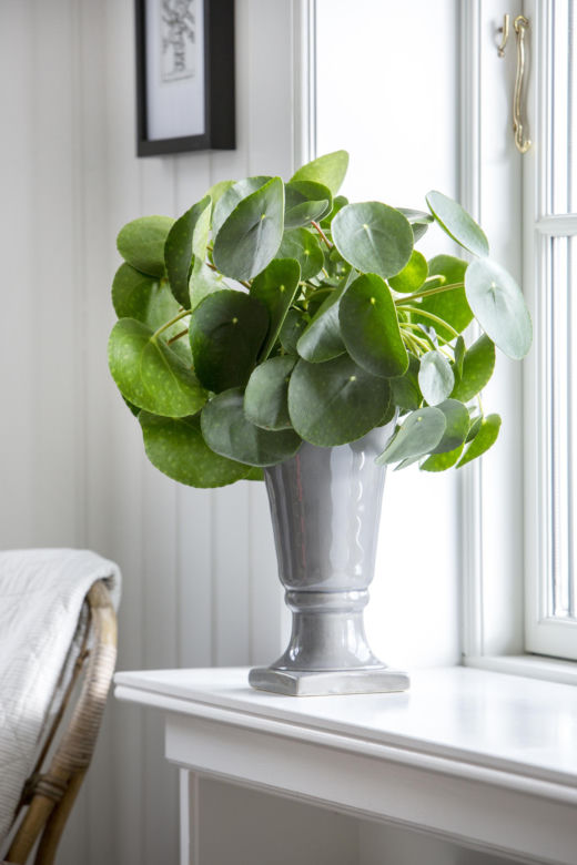 Pilea peperomioides, czyli kwiat pieniążek