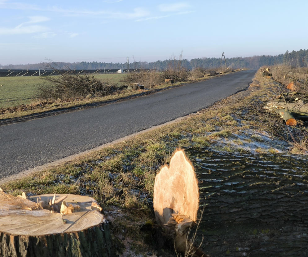 Ponad 300 drzew wyciętych. Niebawem ruszy rozbudowa drogi Lipno – Goniembice za 25 milionów złotych