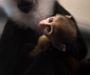 Afrykańska małpa, która lubi śnieg przyszła na świat w zoo we Wrocławiu
