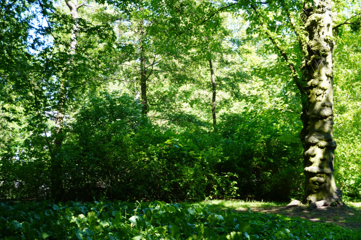 Park Sołacki w maju 2024