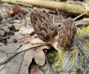 Smardze – leśna arystokracja