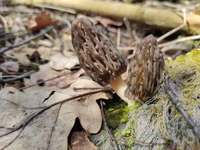 Smardze – leśna arystokracja