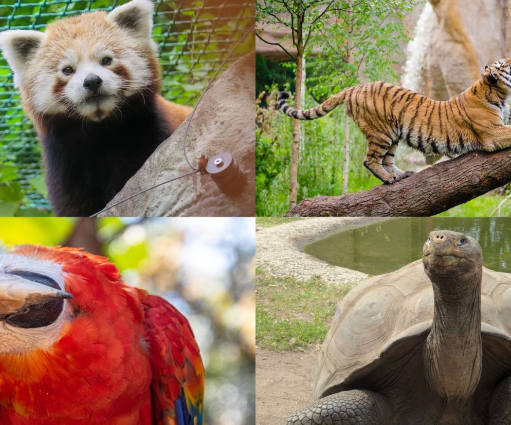 „Po co komu zoo? Rusza wyjątkowy konkurs dla uczniów! Kto może wziąć udział? Jak się zgłosić? 