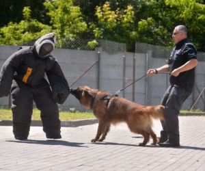 Psy na gangsterów w areszcie śledczym 