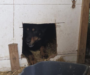 Skrajne zaniedbanie w gminie Zambrów. Odebrano 11 psów