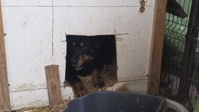 Skrajne zaniedbanie w gminie Zambrów. Odebrano 11 psów