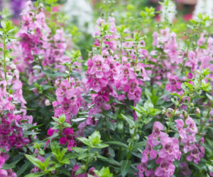 Angelonia