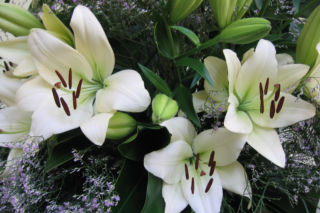 Lilia 'Courier' - Lilium  'Courier'