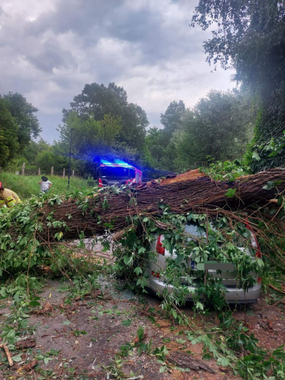 Drzewo runęło na samochód. Przerażający wypadek w Toruniu