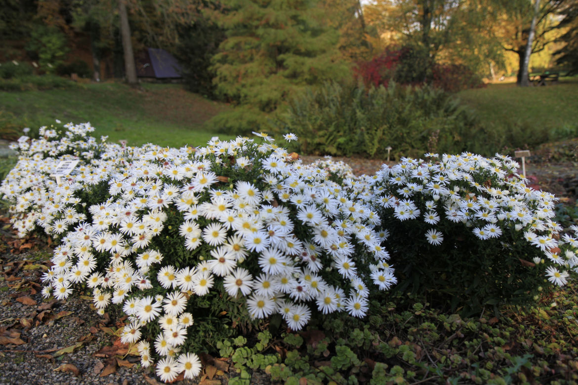 Spacer po jesiennych Ogrodzie Botanicznym w Lublinie