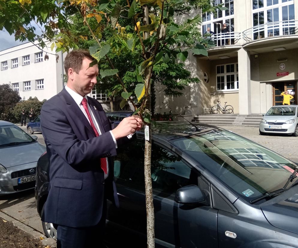 Kolejne drzewa wCOPane w Katowicach! [ZDJĘCIA, WIDEO]