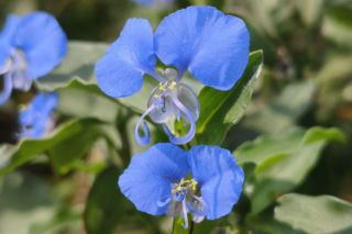 TOP 10 mało znanych roślin ogrodowych – unikalne perełki do twojego ogrodu