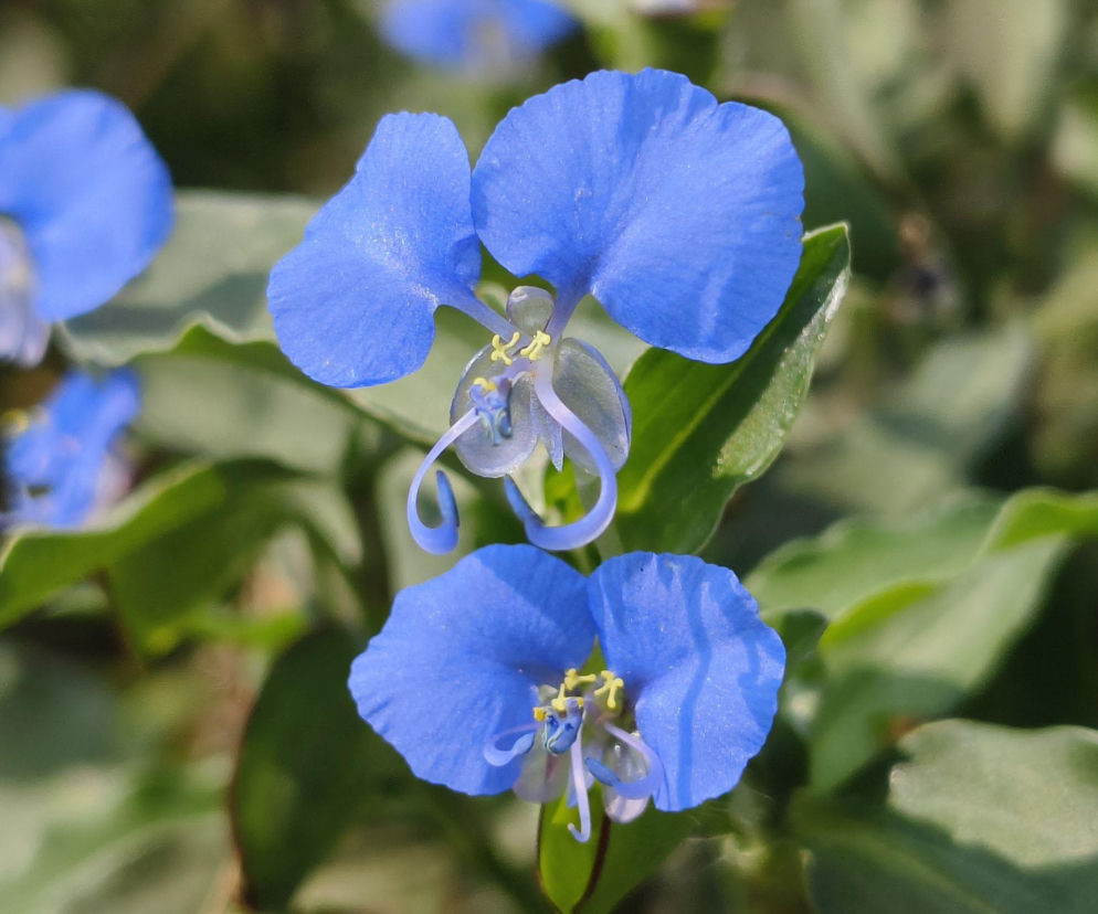 TOP 10 mało znanych roślin do ogrodu, które zachwycają wyglądem