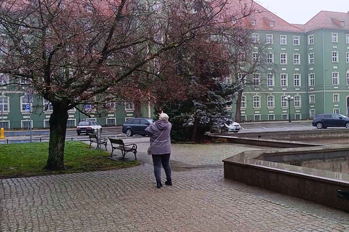W grudniu w Szczecinie kwitną drzewa