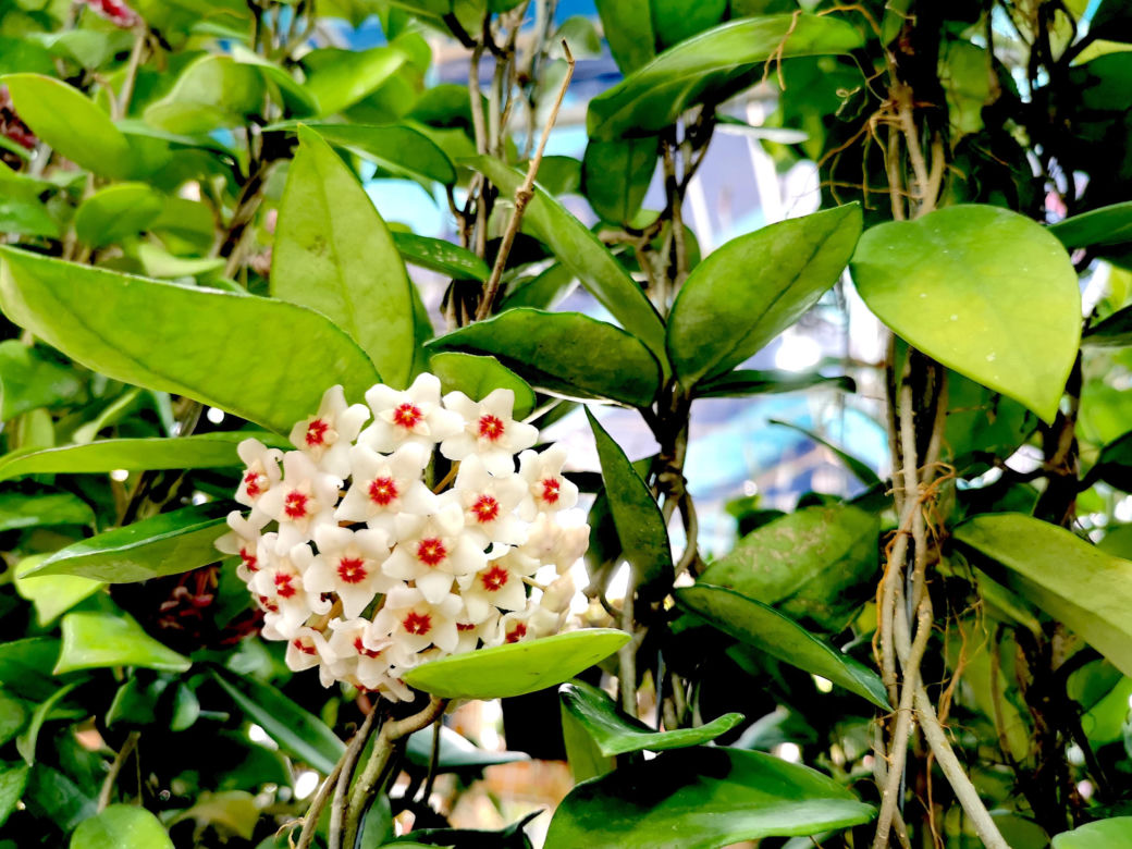 Hoja różowa
