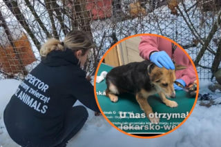 Tragedia na mrozie. Szczeniak zamarzł na śmierć, trzy inne psy uratowane w ostatniej chwili