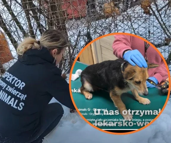 Szczeniak zamarzł na śmierć,  inne psy uratowane w ostatniej chwili