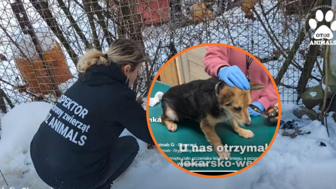 Tragedia na mrozie. Szczeniak zamarzł na śmierć, trzy inne psy uratowane w ostatniej chwili