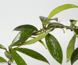Hoja