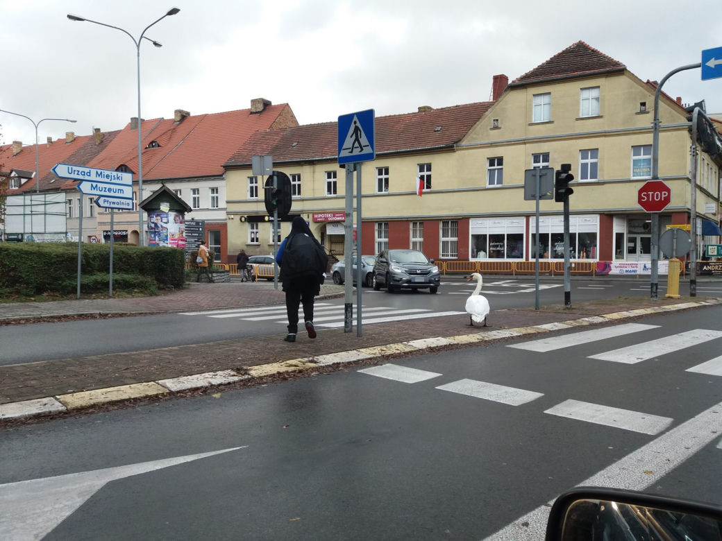 Wielka obława na łabędzia